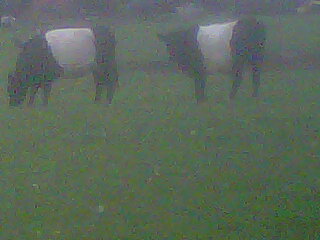 wyrley cows